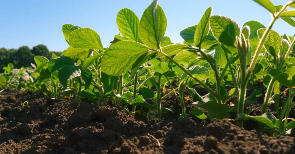 Maximizing Soybean Yields With Precision Agriculture