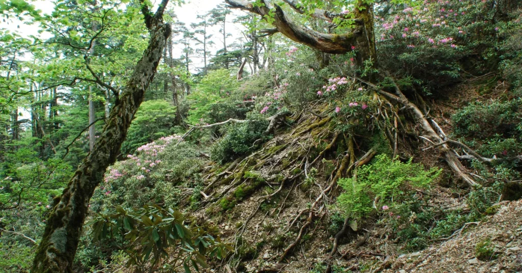 Measuring Rhododendron Root Depth