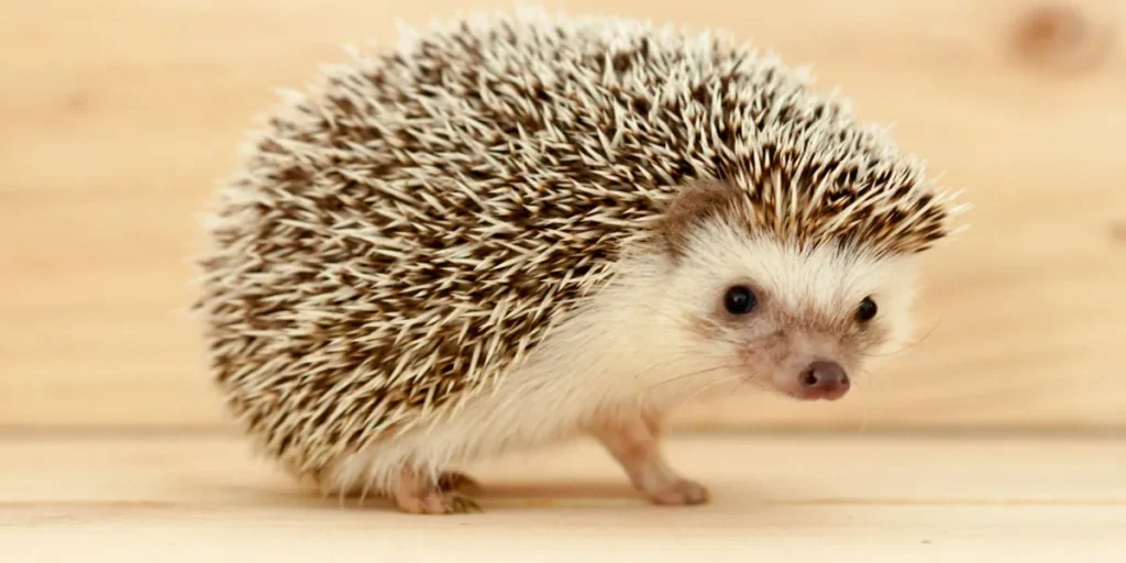 Measuring Up How To Weigh Your Hedgehog