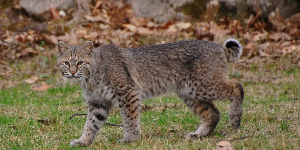 Measuring Up The Dimensions Of Bobcat Loaders