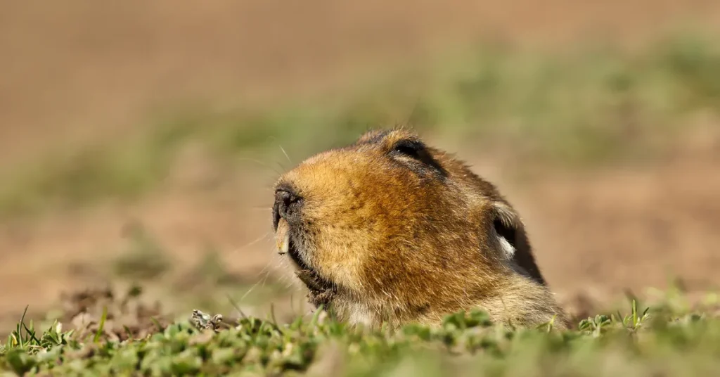 Mitigating The Impact Of Rat Burrows