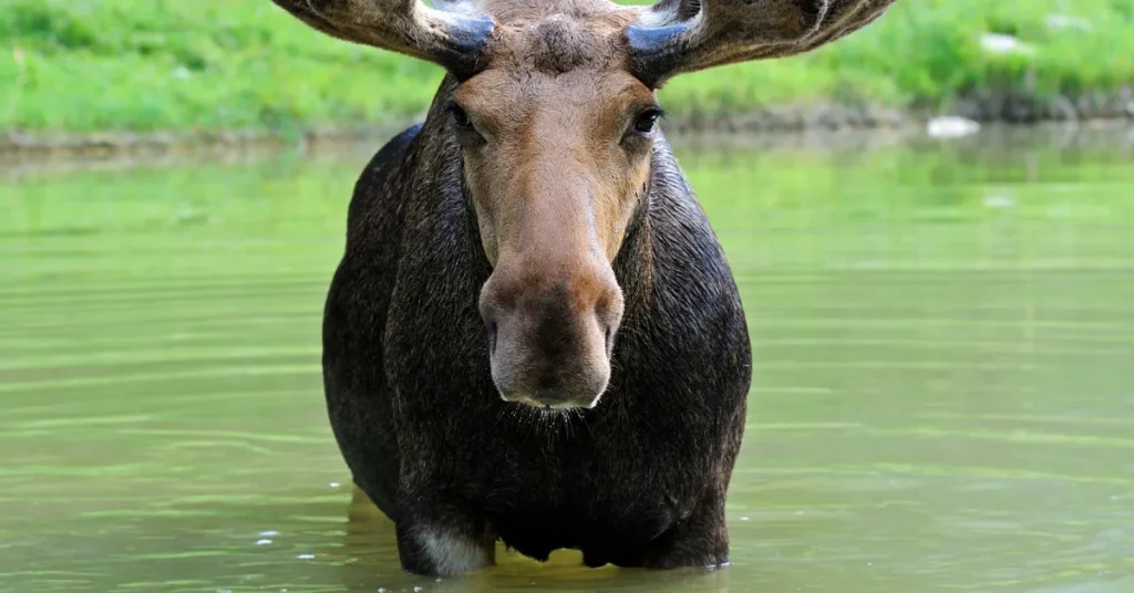 Moose Physiology And The Diving Reflex