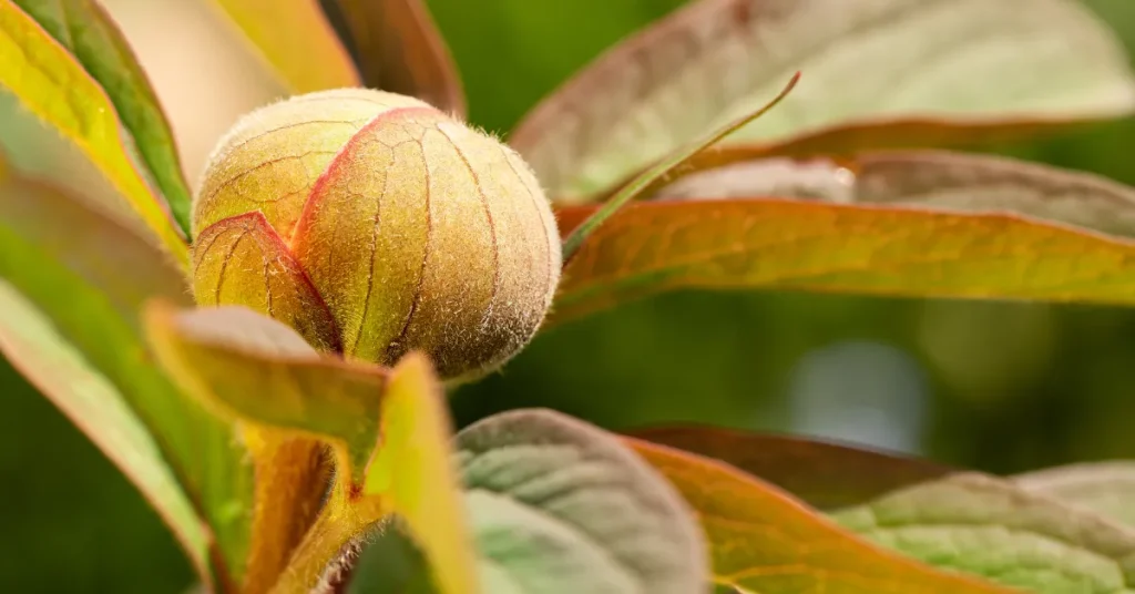 Nurturing Your Peonies To Maturity