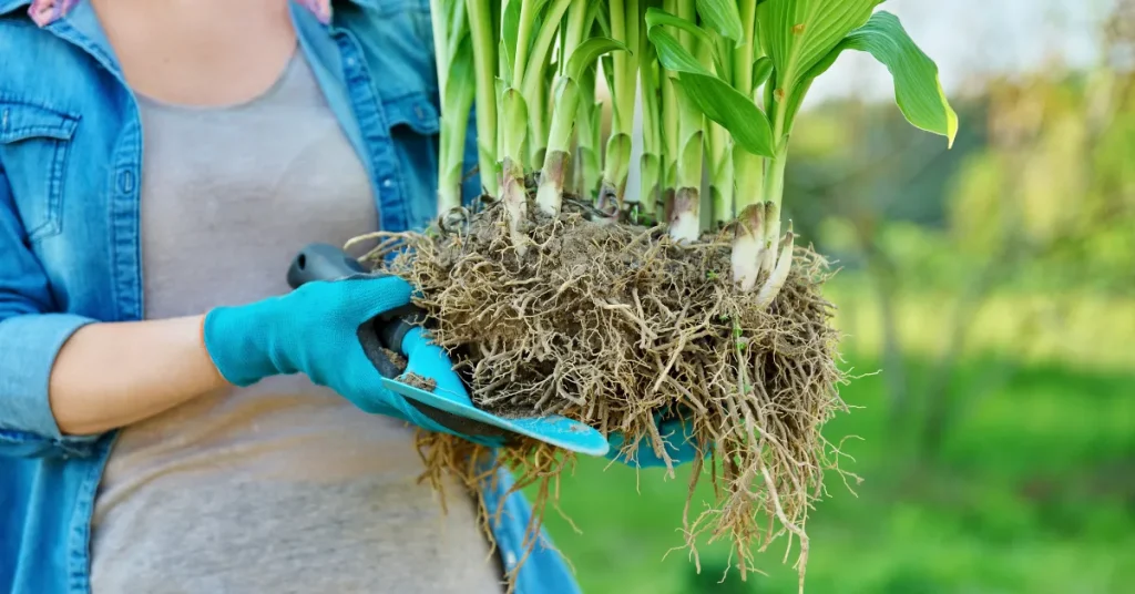 How Deep are Hosta Roots: Unearthing the Facts