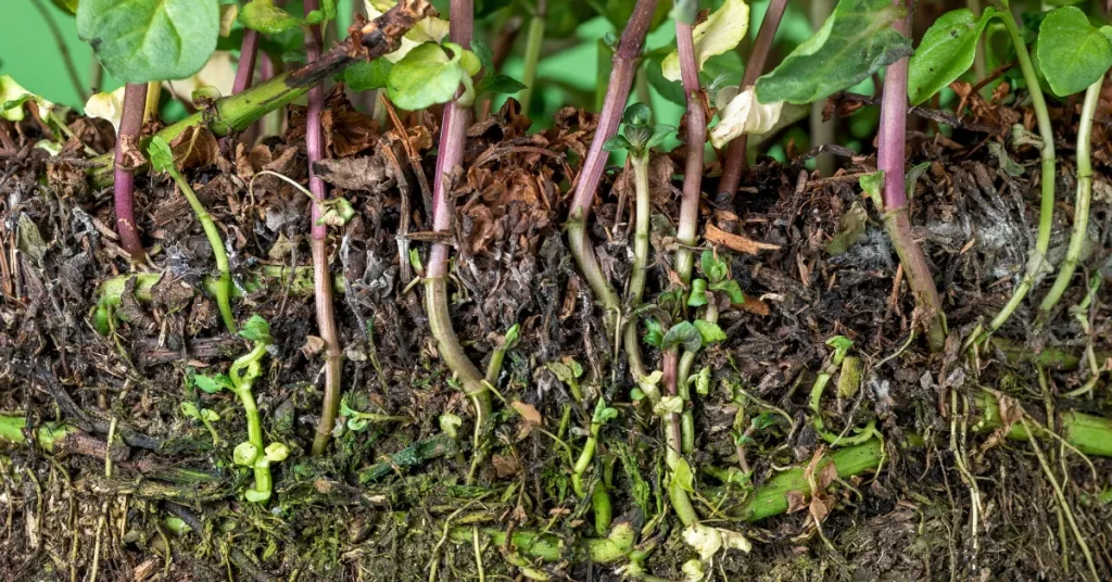 How Deep Do Mint Roots Grow: Essential Planting Insights