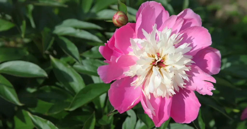 Planting Peonies Depth Matters