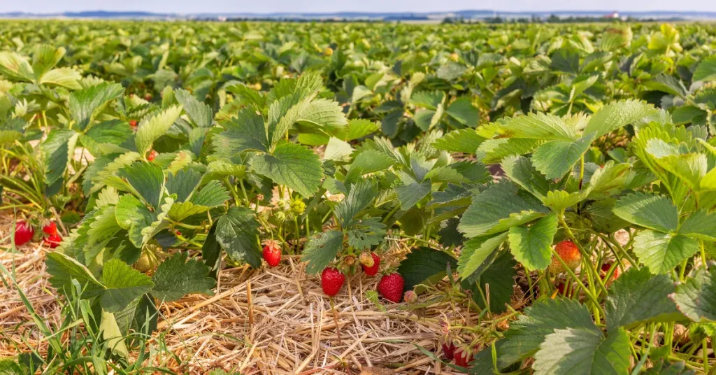 Planting Techniques of Strawberries