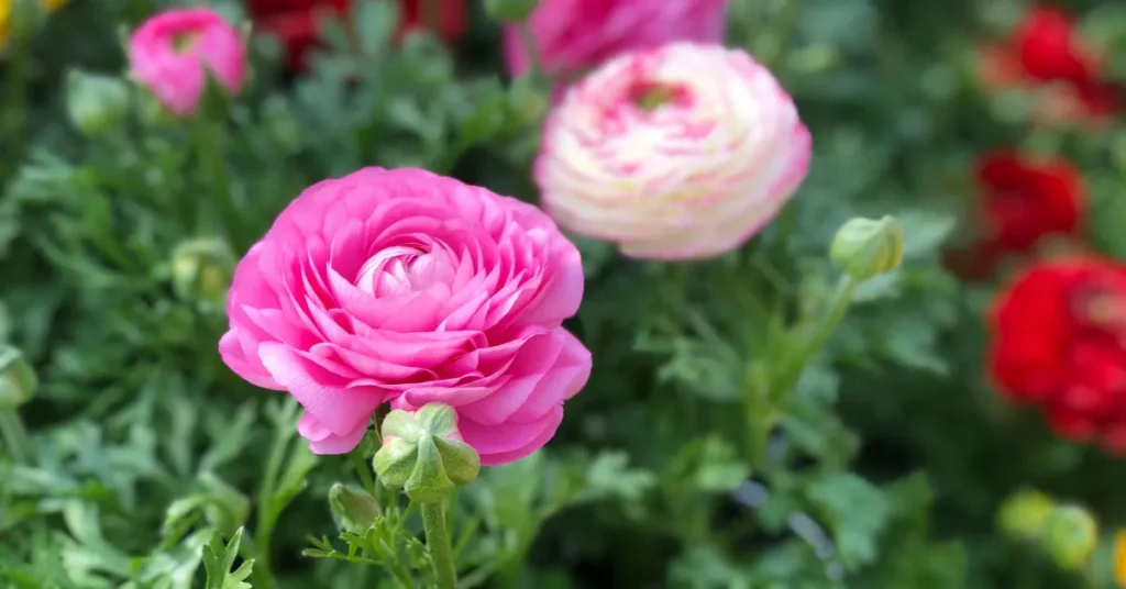 Post-planting Care For Maximum Blooms