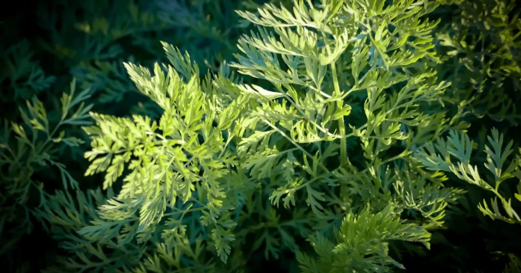 Post-planting Care for Cilantro Seeds