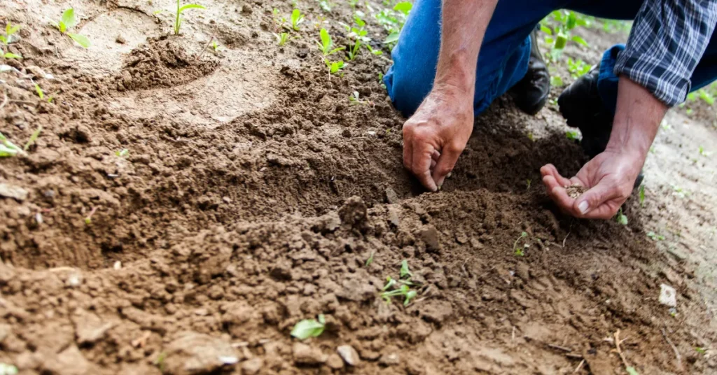 Preparing The Soil For Planting