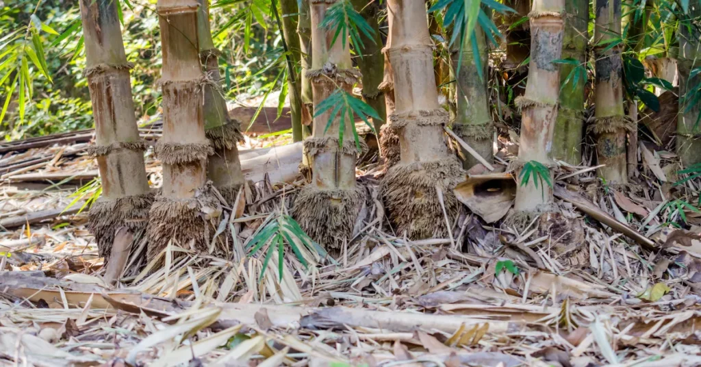 Preserving And Harnessing Bamboo's Power