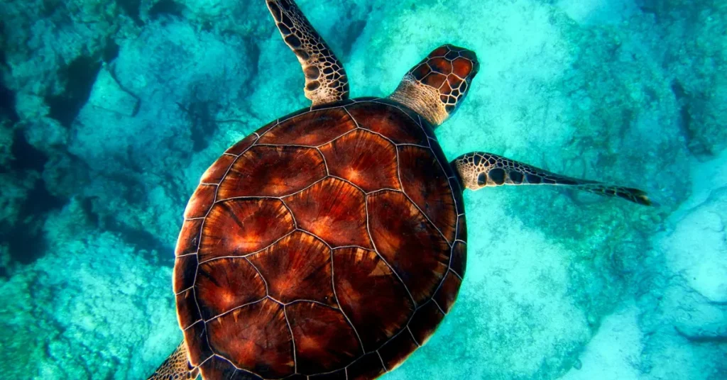 Record-holding Divers Of The Sea Turtle World