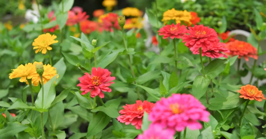 Seed Sowing Techniques For Zinnia