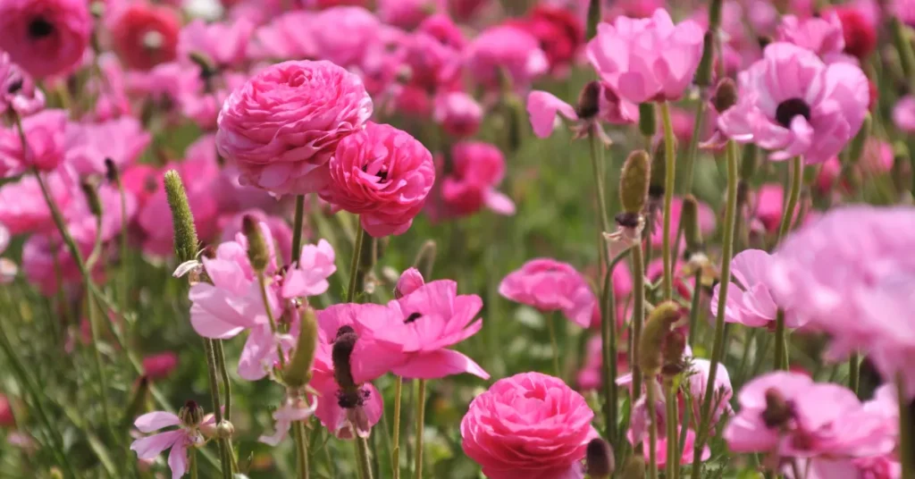 Selecting Quality Ranunculus Corms