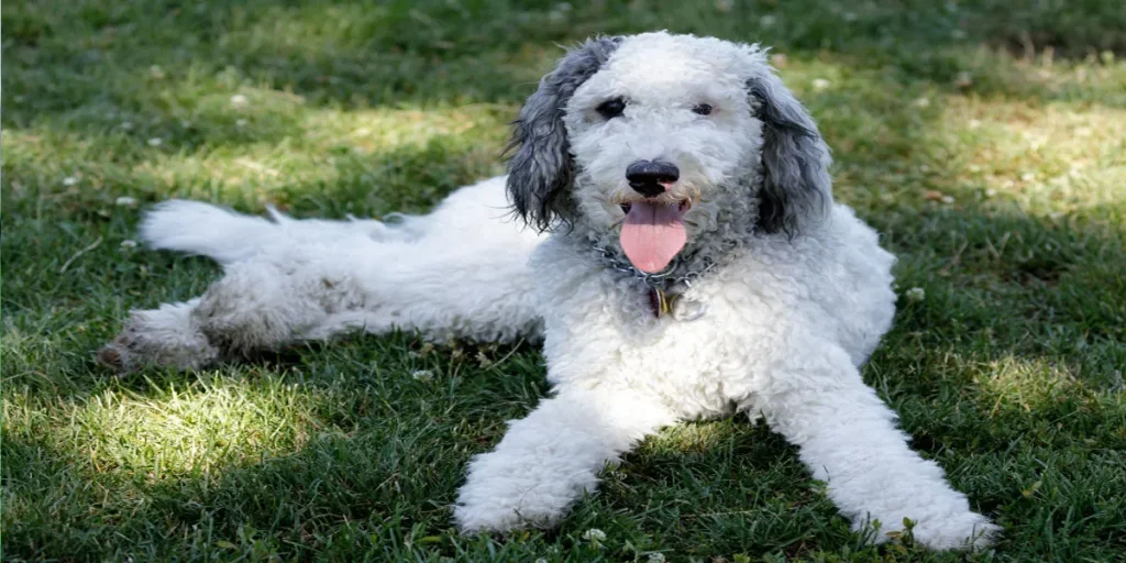 Size Factors For Mini Bernedoodles