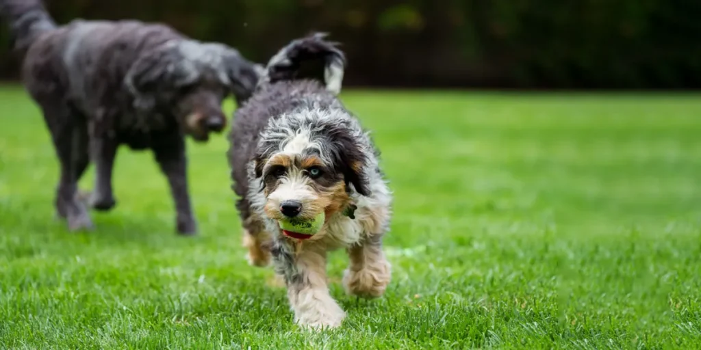 Sizing The Bernedoodle A Weighty Matter