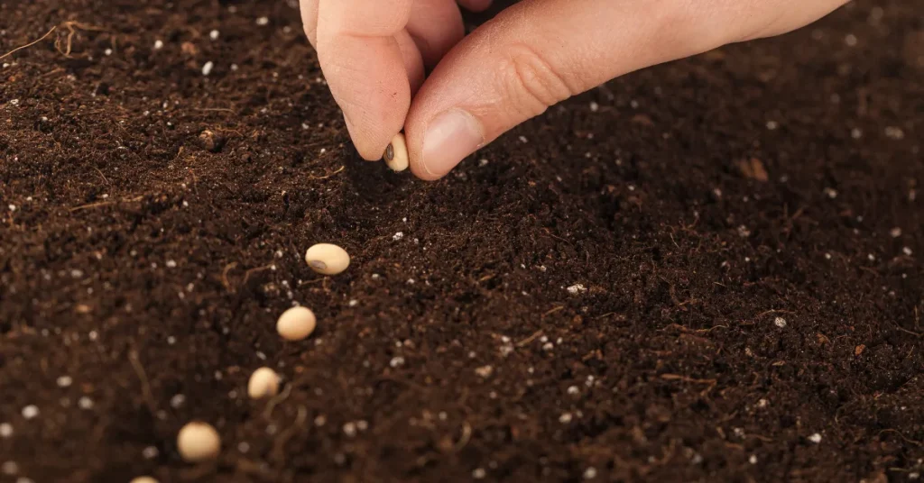 Step-by-step Guide To Planting Green Bean Seeds