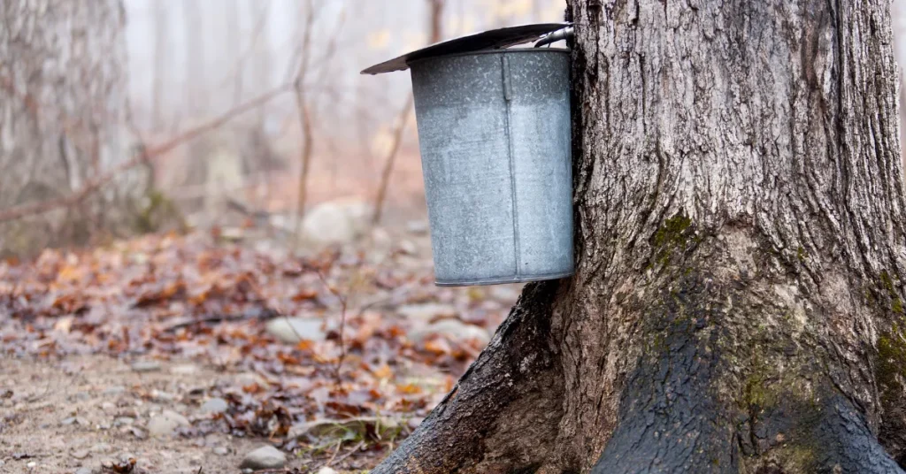 Sustaining Maple Trees For Future Tapping