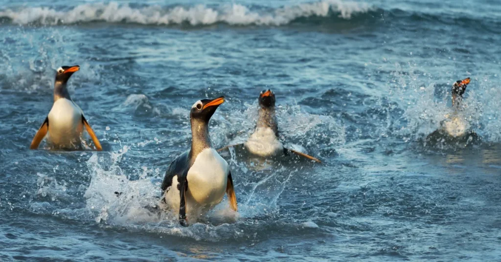 The Depths Of Penguin Dives