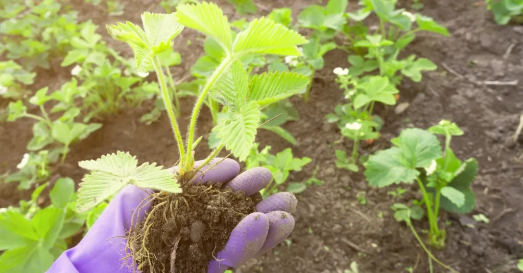 The Future Of Strawberry Cultivation