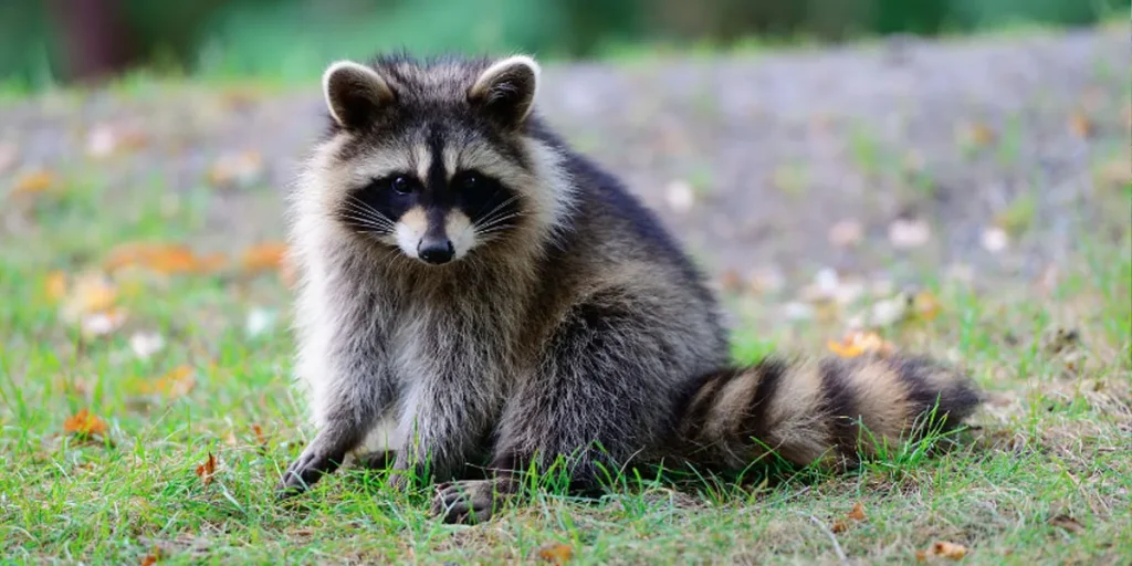 The Heft Of A Raccoon Average Weights Unveiled