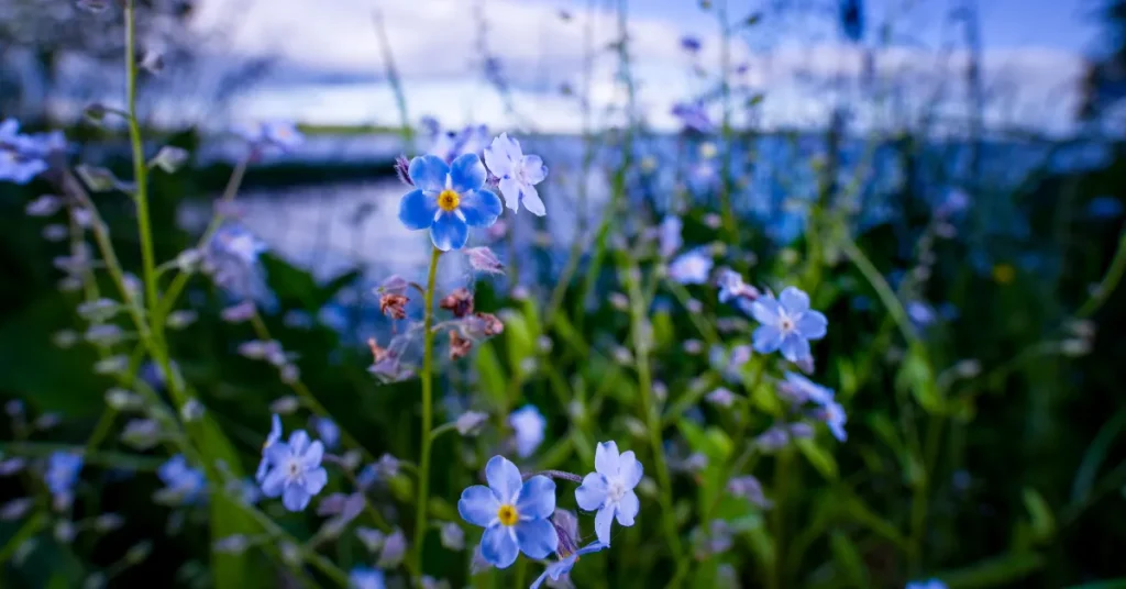 The Ideal Depth For Forget Me Nots