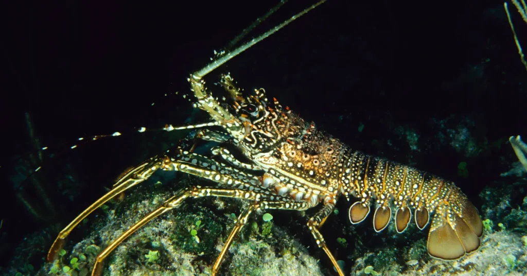 The Impact Of Depth On Lobster Behavior And Biology