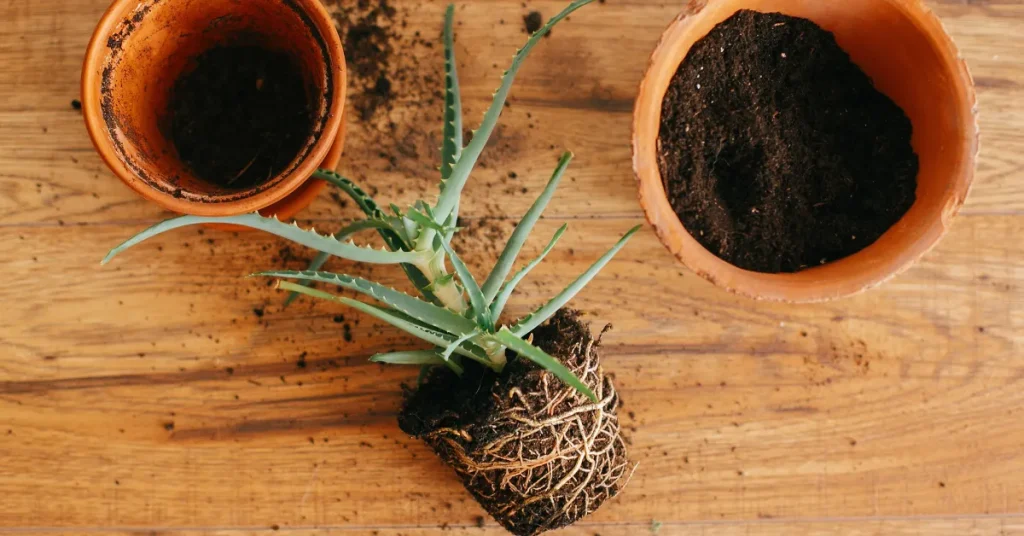 The Impact Of Environmental Factors On Root System Depth