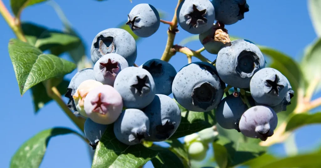 The Impact Of Root Depth On Blueberry Yields