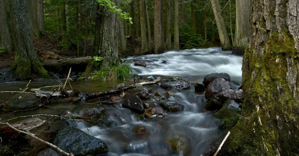 The Lake's Unique Ecosystem