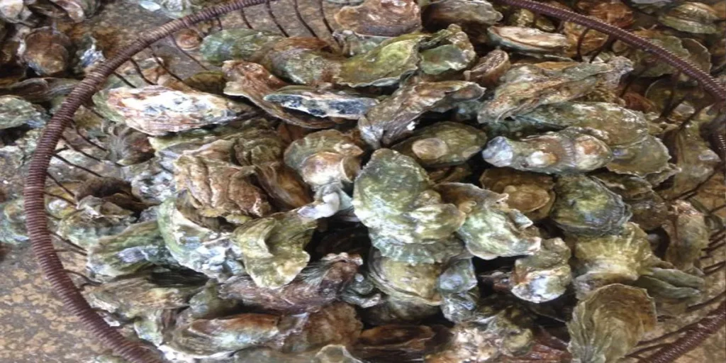 The Measure Of The Sea Bushel Of Oysters