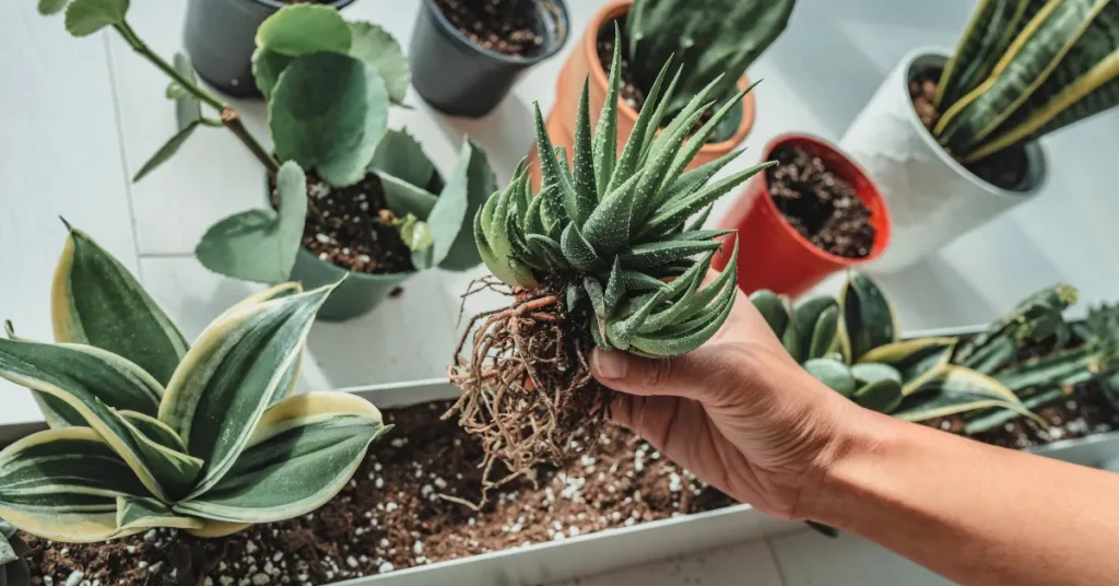 The Myths And Realities Of Cactus Roots