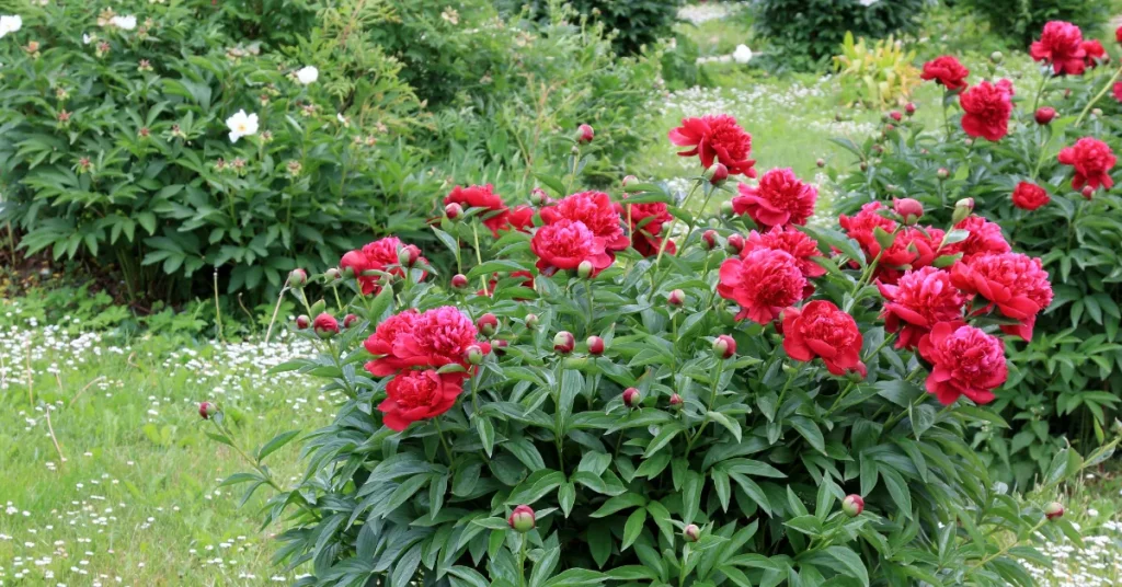 The Peony Guide To Splitting And Transplanting