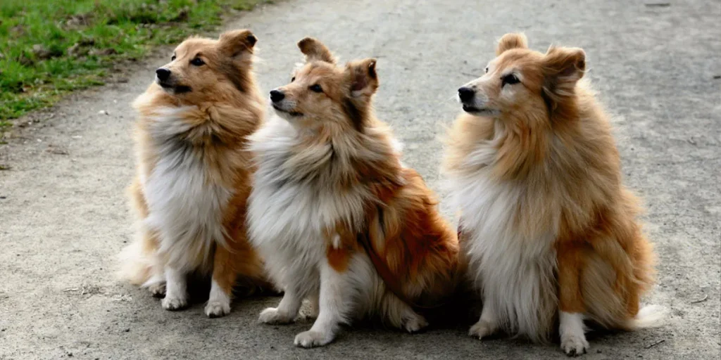 The Scale Doesn't Lie Recording Your Sheltie's Weight