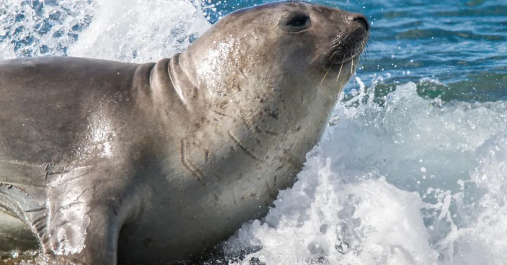 The Science Behind Elephant Seal's Deep Dives