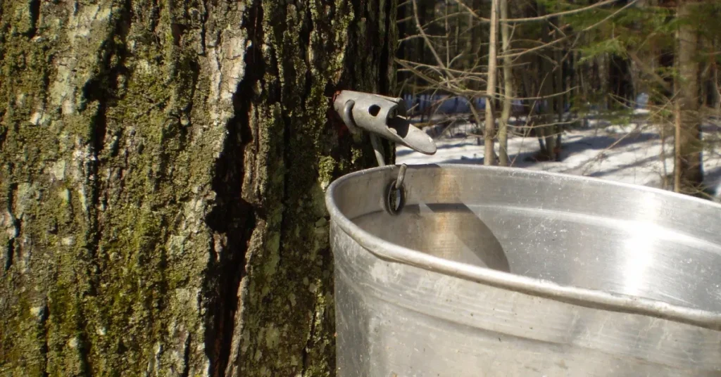 The Science Behind Sap Extraction