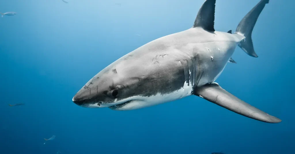 The Science Of Great White Shark Dives