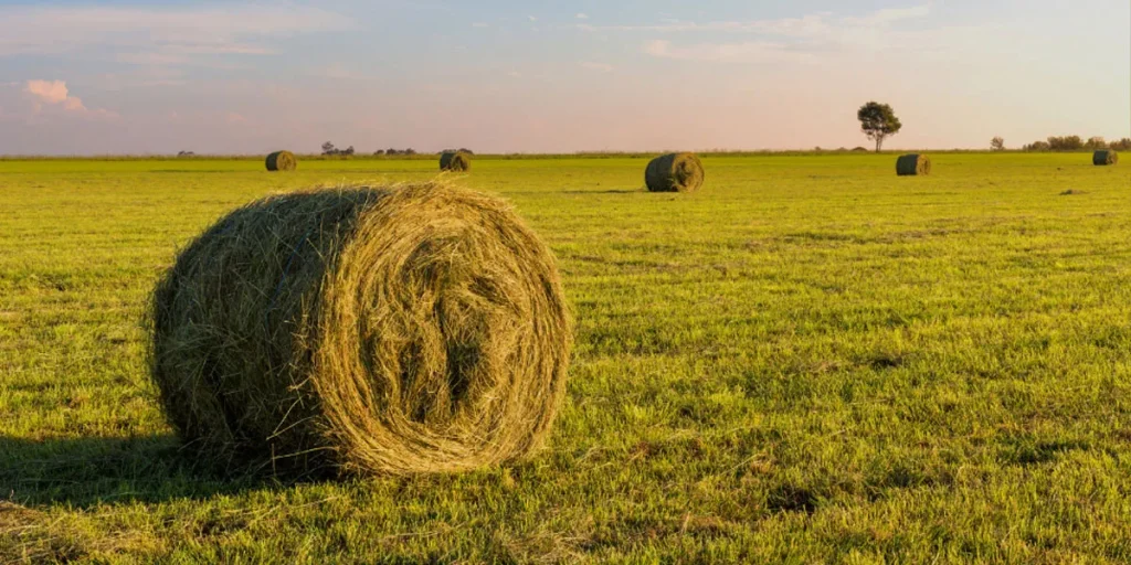 The Significance Of Bale Weight