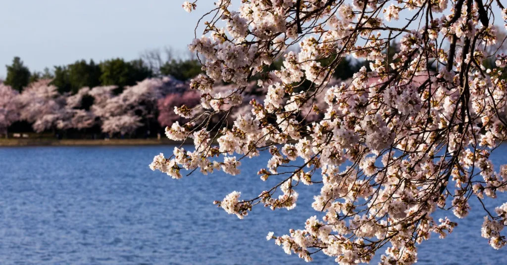 The Tidal Basin In Numbers