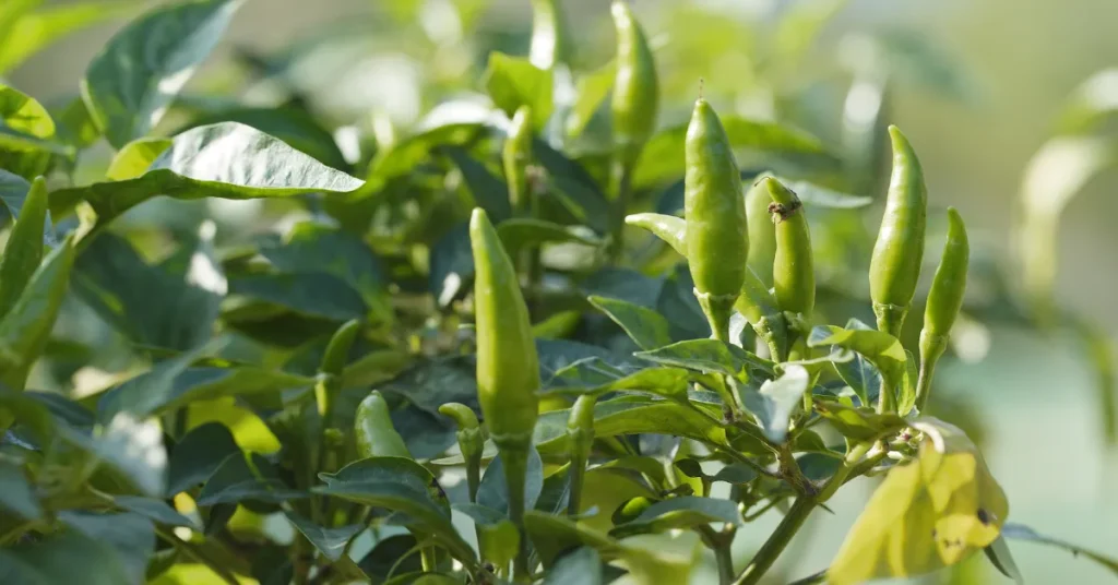 Top Tips For Planting Peppers