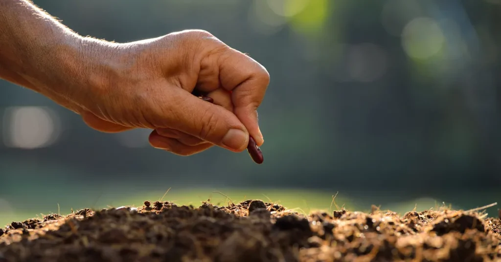 Troubleshooting Common Bean Plant Problems