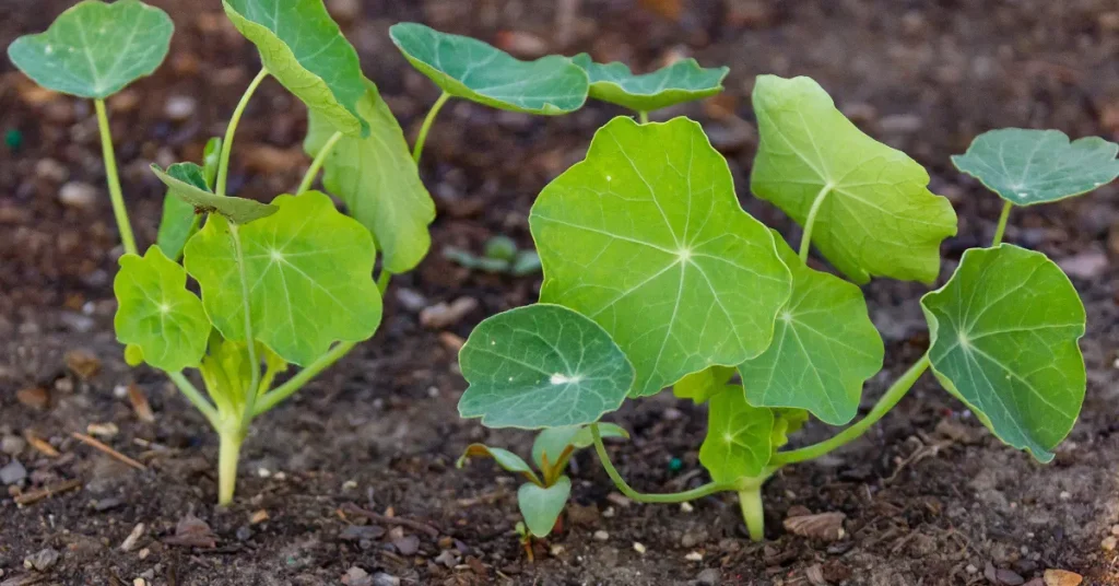 Troubleshooting Nasturtium Growth Challenges