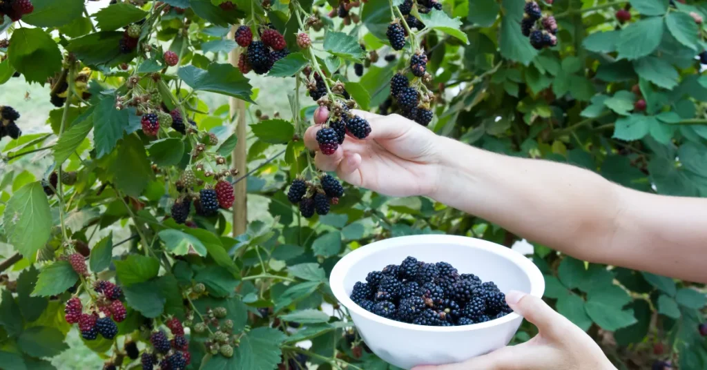 Types Of Blackberry Plants And Their Root Systems