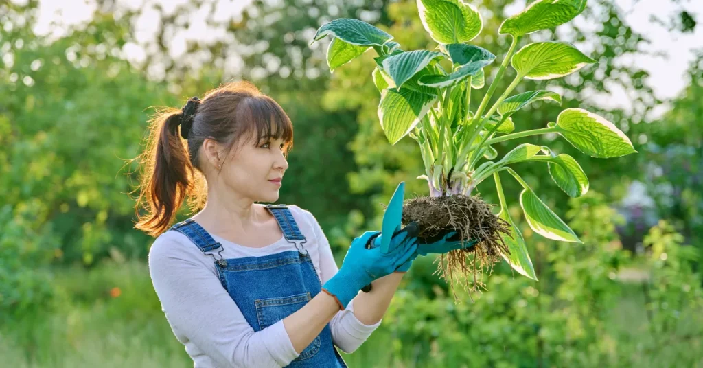 How Deep are Hosta Roots: Unearthing the Facts