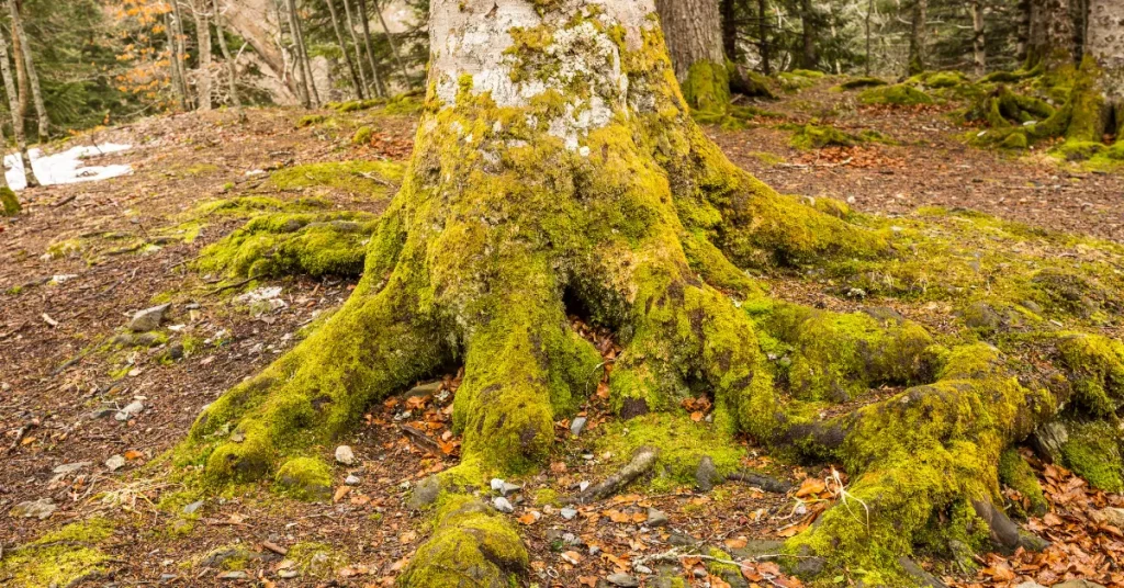 Unraveling The Depths Of Pine Roots