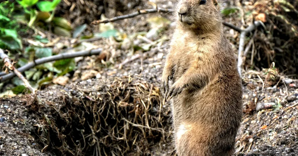 Unraveling The Mystery of Gophers