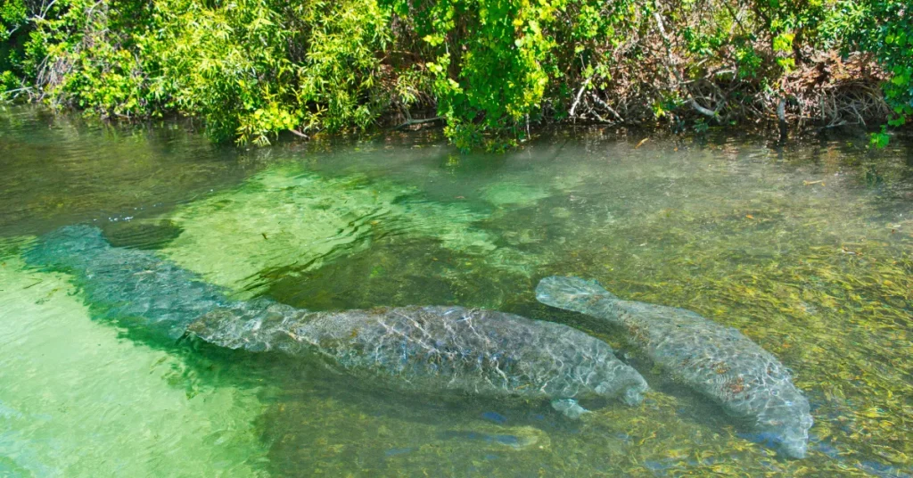 Weeki Wachee In Popular Culture