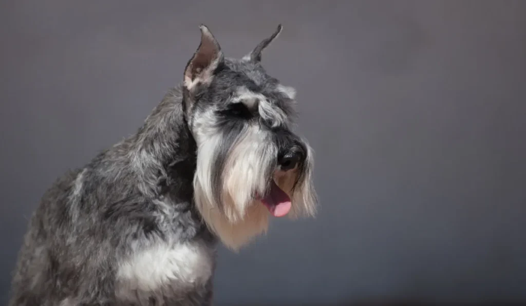 Weight Range For Each Schnauzer Type