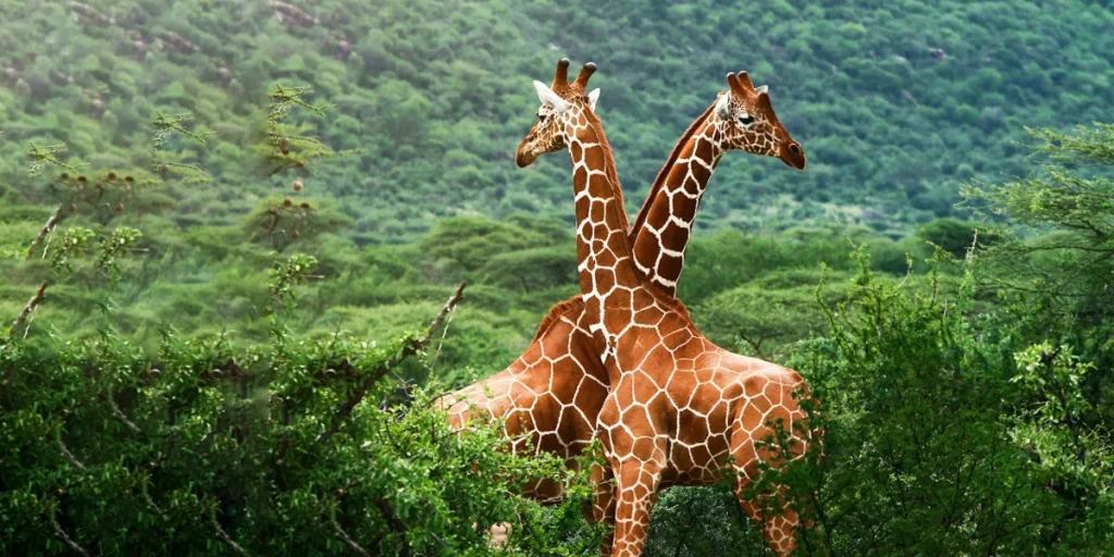 Weighty Matters Understanding Giraffe Mass